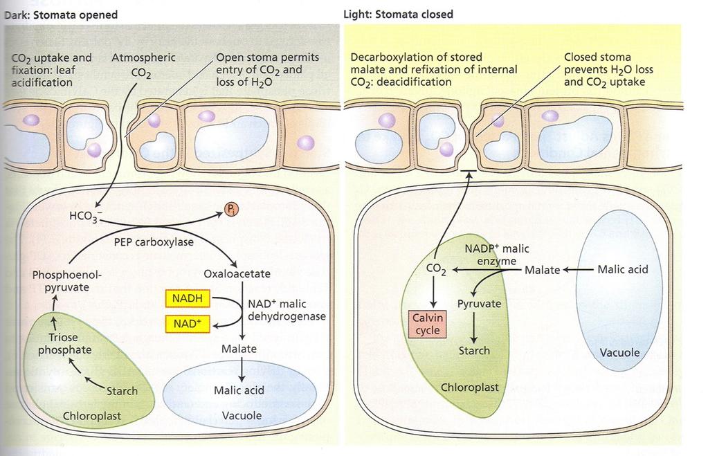 Τα CAM φυτά προσλαμβάνουν CO 2 στο σκοτάδι αλλά ολοκληρώνουν τη δέσμευση στο φως Με αυτόν τον τρόπο μειώνουν