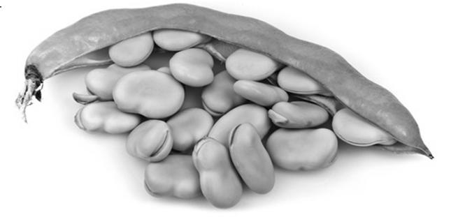 Είδη Τροφικών Δηλητηριάσεων - Κουκκιά Οφείλεται κυρίως στην κατανάλωση χλωρών κυάμων (κουκιά) από άτομα στα οποία απουσιάζει το ένζυμο 6 φωσφορική δευδρογονάση της γλυκόζης (G6PD), το οποίο αποτελεί