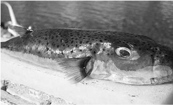Είδη Τροφικών Δηλητηριάσεων Ιχθυοτοξίνωση Είναι μια σοβαρή τοξίνωση που προκαλείται από συγκεκριμένα μη βρώσιμα ψάρια, τα οποία ενδημούν εκτός της Μεσογείου, κυρίως στη θάλασσα των Αντιλλών, στον