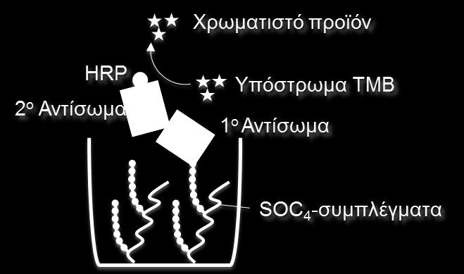 1 Δραστικότητα των SOC 4 -συμπλεγμάτων με τον ορό EC26 και το mab 2F5 Τα πειράματα ELISA πραγματοποιήθηκαν με στόχο τη διερεύνηση της δεσμευτικής δραστικότητας των συμπλεγμάτων (1), (2) και (3) με τα