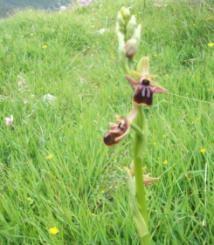 Ophrys mammosa (λήψη: Μάρτιος 2011)