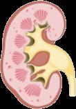 glucose production