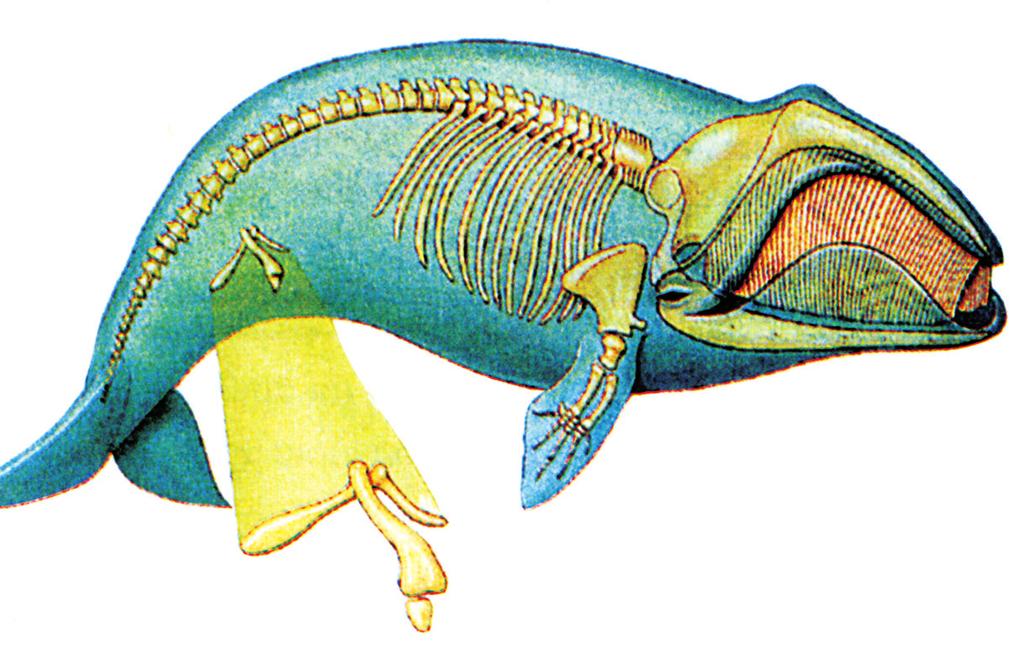Εικόνα 3.17: Υπολειμματικά όργανα: οστά της λεκάνης στη φάλαινα 3.