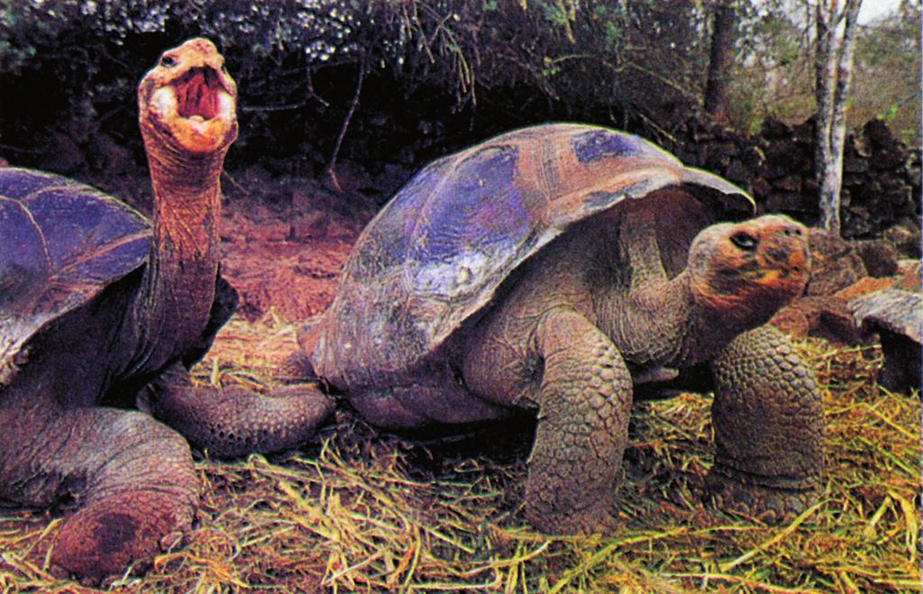 Γιγαντιαίες χελώνες στα νησιά Γκαλαπάγκος Ο Δαρβίνος έγραψε: «Η φυσική ιστορία αυτών των νησιών είναι εξαιρετικά παράξενη και αξίζει να την προσέξει κανείς.