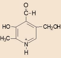 Πυριδοξίνη Πυριδοξάλη Πυριδοξαμίνη Η σταθερότερη στις