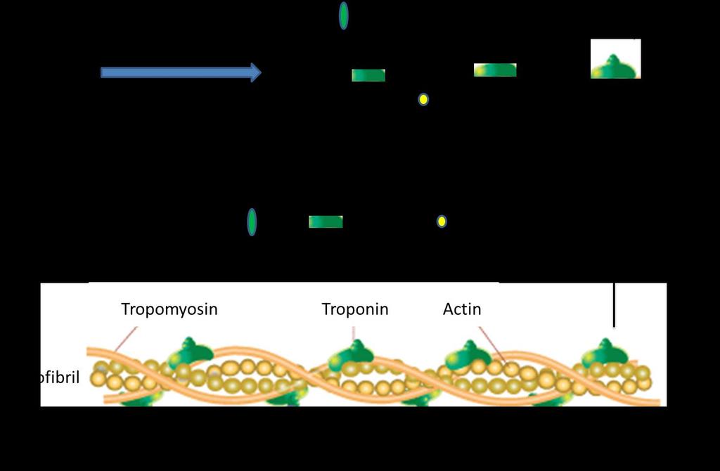 Τροπονίνη - Καρδιά thin filament Troponin T binds the