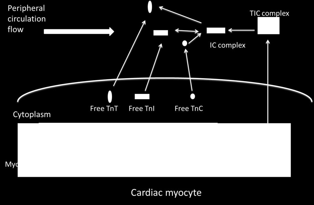 Troponin I inhibits actomyosin ATPase in relation to the