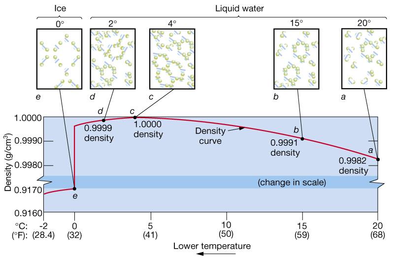 2. Το καθαρό νερό 2.2. Φυσικοχημικές ιδιότητες Πυκνότητα-Θερμική διαστολή Η στατιστική κατανομή των ελεύθερων (μεμονωμένων) μορίων και αυτών που σχηματίζουν εξαγωνικές αλυσίδες καθορίζει την