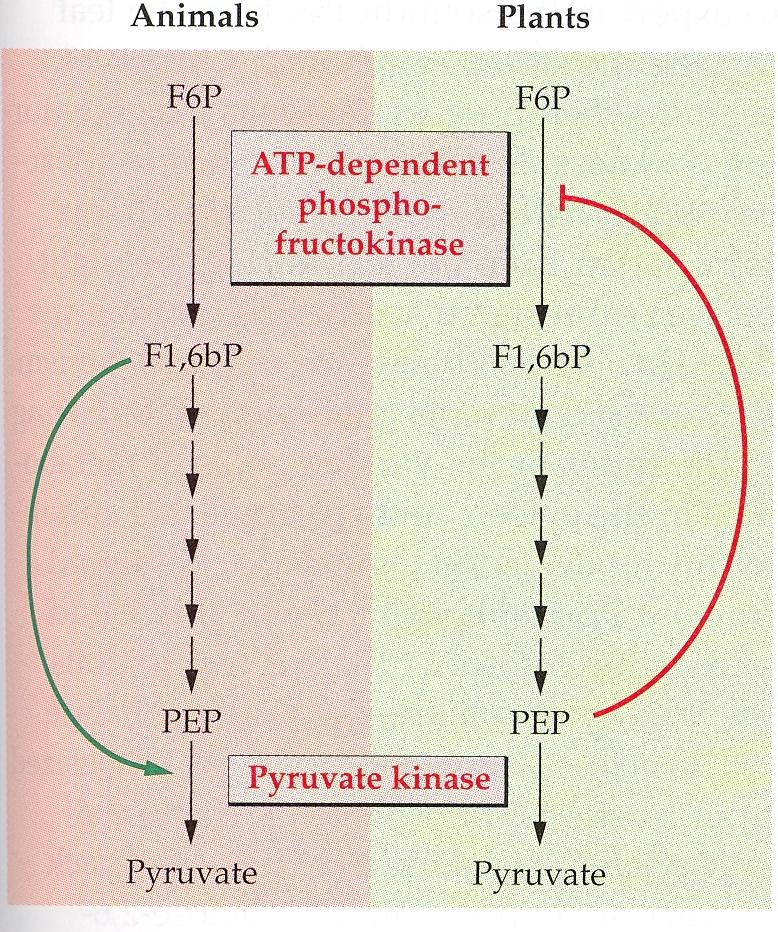 H ρύθμιση της γλυκόλυσης είναι διαφορετική σε φυτά & ζώα Θυμηθείτε και τον μηχανισμό