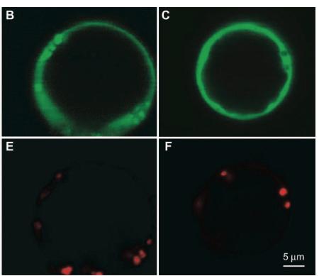 Cytosol Η φυτική γλυκόλυση ρυθμίζεται και μέσω μικροδιαμερισματοποίησης των ενζύμων της Glycoly c enzymes Enolase:YFP YFP Glycoly c metabolon A