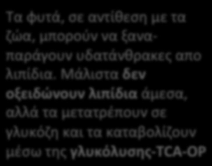 ξαναπαράγουν υδατάνθρακες απο λιπίδια.