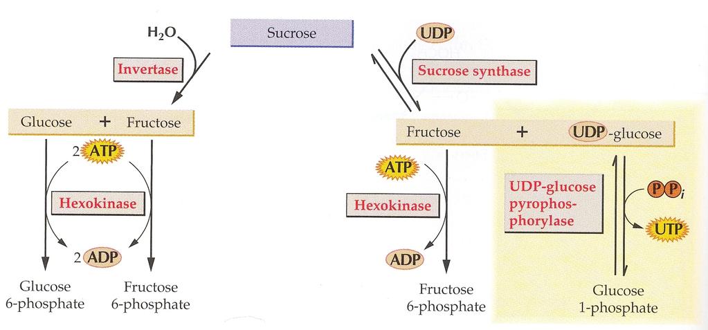 Ο άνθρακας φθάνει στα φυτικά κύτταρα σε μορφή σουκρόζης Ανάλογα με ποιό ένζυμο διασπά την σουκρόζη που φθάνει στο κύτταρο, ινβερτάση ή συνθάση της σουκρόζης, παράγονται αντίστοιχα, γλυκόζη και