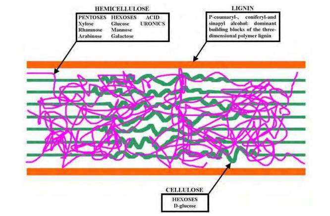 Η δομή των λιγνοκυτταρινούχων υλικών και η σύσταση των βασικών τους συστατικών φαίνεται στην Εικόνα 1 που ακολουθεί: Εικόνα 1: Λιγνοκυτταρινούχα υλικά: σύσταση των κύριων συστατικών τους Πηγή:
