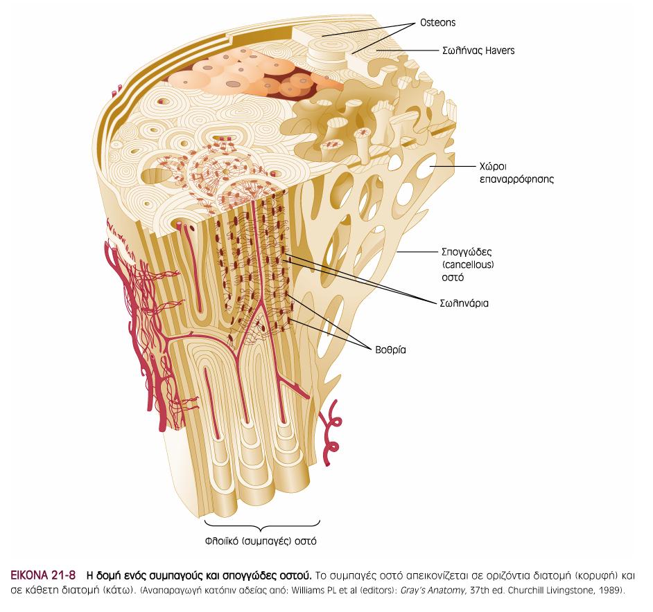 Δοµικές περιοχές του οστού οστέωνας δοκιδώδες ή σπογγώδες