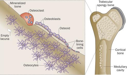 (PO4) 3 OH Η δραστηριότητα οστεοβλαστών και οστεοκλαστών ρυθµίζεται από ü λεµφοκίνες
