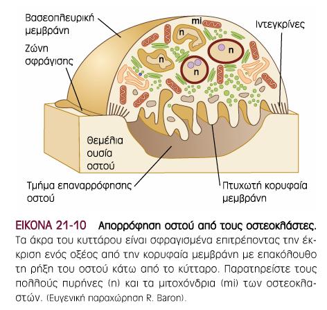 Εκκρίνουν Η+ διαλύουν τους κρυστάλλους Υδρολυτικά ένζυµα πέπτουν την οστεώδη