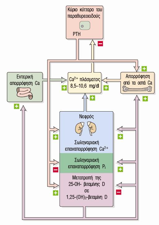Δράσεις της παραθορµόνης Νεφροί ü διέγερση επαναπορρόφησης Ca ü αύξηση της απέκρισης PO 4 ü διέγερση σχηµατισµού της