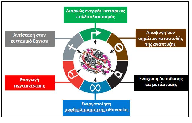 2. Καρκίνος 2.1 Τα ορόσηµα του καρκίνου Ο όρος «καρκίνος» δεν αποδίδεται σε µία και µόνη ασθένεια, αλλά σε µία οµάδα ασθενειών που χαρακτηρίζονται από τον ανεξέλεγκτο πολλαπλασιασµό των κυττάρων.