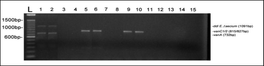 - ddl E. faecium (1091bp) - vanc1/2 (815/827 bp) - vana (732 bp) Εικόνα 5.3. Στελέχη εντεροκόκκων ορνιθίων. Σειρές 1, 3, 4, 5, 7-14: E.