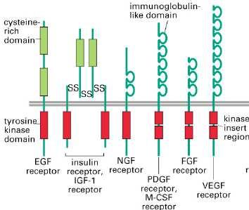 RTKs: Αγωνιστές και δράσεις «-ουµάµπες» (trastuzumab ή Herceptin