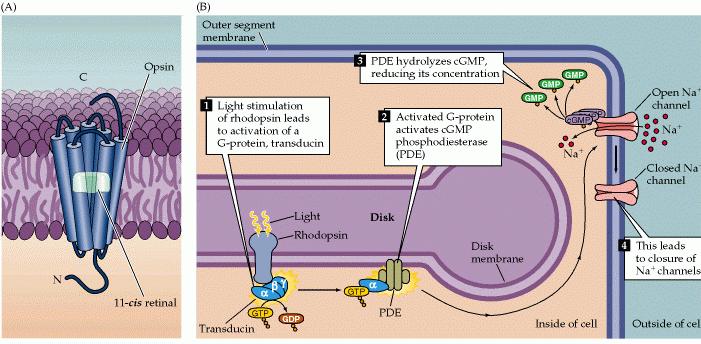 Παράδειγµα 1: cgmp Retinitis pigmentosa: hereditary retinal