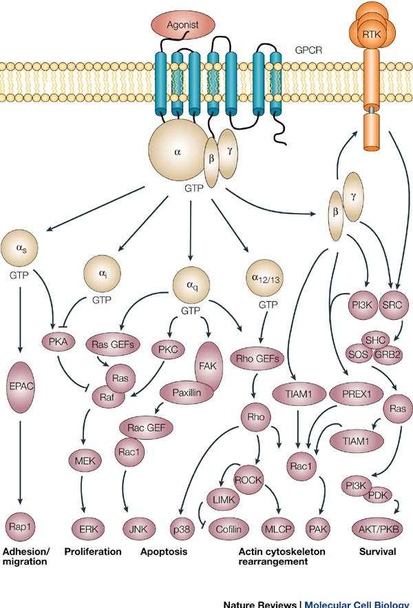 III. GPCRs crosstalk with RTKs and the