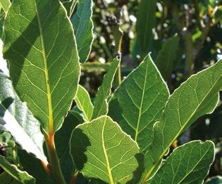 Aρωτικά φυτά Βοτανική οσία Laurus nobilis Λεκάνη της Μεσογείου Δυσκολία καιέργειας 11 ΔΑΦΝΗ Θάμνος με εναασσόμενα, δερτώδη και λαμπερά φα, με χρώ σκορο πράσινο, λογχοειδή, αρωτικά και κυτιστά στα