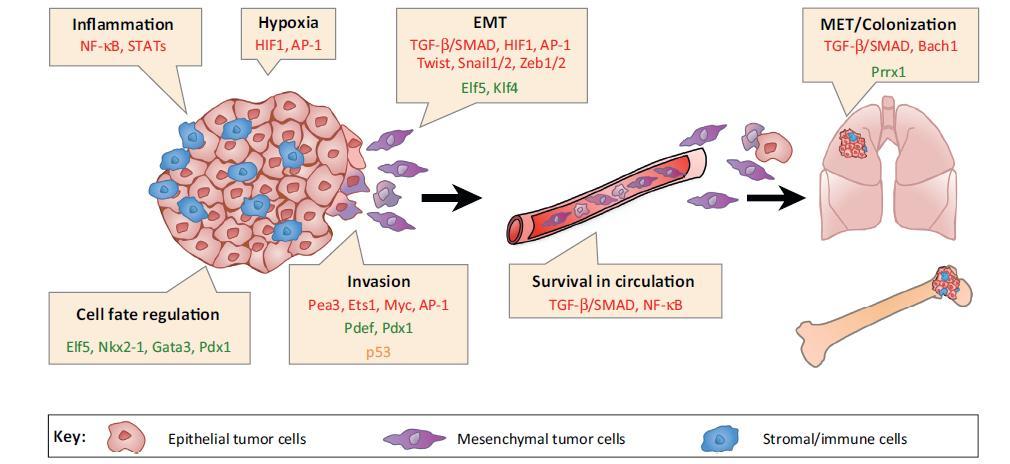 Εικόνα 1: Οι μεταγραφικοί παράγοντες οι οποίοι συμμετέχουν σε κάθε στάδιο της μετάστασης.