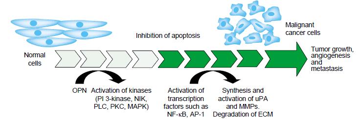 διαταραχή μπορεί να ενταθεί με την ταυτόχρονη ενεργοποίηση του μεταγραφικού παράγοντα κb (NF-κB) και των προ-μεταλλοπρωτεϊνασών του στρώματος (pro- MMP2)[17].