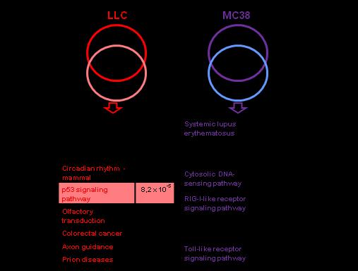 a Trp53 cdna (bases 52-54) C57BL/6 splenocytes