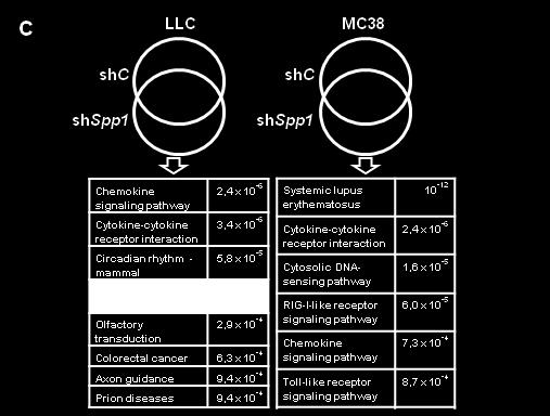 adenocarcinoma wt/wt MC38 colon adenocarcinoma