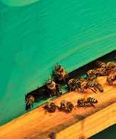 Για να υπάρχουν μέλισσες κάθε ηλικίας σε κάθε πειραματικό κλωβό έγινε ανάμειξη μελισσών από διάφορα πλαίσια γόνου και μελιού.