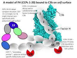 Οικογενές HUS και παράγοντας Η: Προστασία των κυττάρων από βλάβη μέσω της εναλλακτικής οδού του συμπληρώματος.