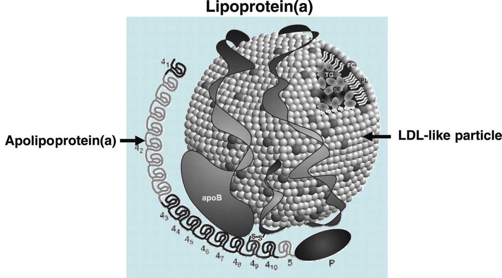 Lp(a) consists of a cholesterol-rich rich LDL particle with one molecule of apo B-100