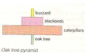 Οι πυραμίδες αριθμών Έτσι είναι δυνατόν να έχουμε πυραμίδες με περίεργα σχήματα Μικρός αριθμός από βελανιδιές (βλ.