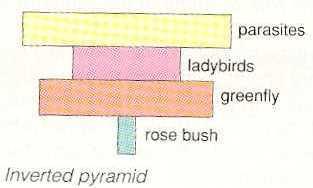 caterpillars) - Έτσι όμως, η «βάση» της πυραμίδας είναι μικρή Πάνω σε μία πασχαλίτσα (π.χ.) μπορούν να παρασιτούν (δηλ.