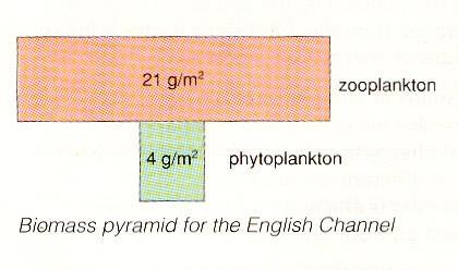 το φυτοπλαγκτόν αυξάνεται με πολύ γρήγορο ρυθμό έχει μικρό κύκλο ζωής τρώγεται συνεχώς π.χ. από το ζωοπλαγκτόν Έτσι, η βιομάζα του σε δεδομένη στιγμή μπορεί να είναι μικρή αλλά π.