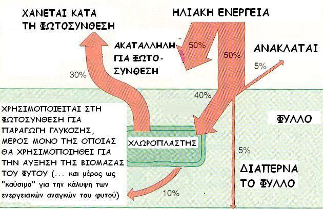 Η ροή της ενέργειας: από τον ήλιο στους παραγωγούς Όμως, το μεγαλύτερο μέρος της ηλιακής ενέργειας «πάει χαμένο» Ένα μεγάλο μέρος (50%) είναι ακατάλληλο για τη φωτοσύνθεση Ένα άλλο μέρος ανακλάται