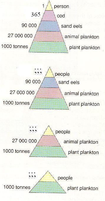 Ας σκεφτούμε Εάν 1 άνθρωπος μπορεί να συντηρηθεί με 1 μπακαλιάρο την ημέρα (βλ. cod), ή με 10 χέλια την ημέρα (βλ. sand eels), ή με 100 γαρίδες την ημέρα (βλ.