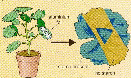 Πώς θα ελέγξω ότι το φυτό χρειάζεται φως για τη Φ;;; Φυτό χωρίς αποθέματα αμύλου - καλύπτω μέρος φύλλου με αλουμινόχαρτο «γιατί;;;» Το αφήνω στον ήλιο για λίγες ώρες - ψάχνω για άμυλο Πώς θα