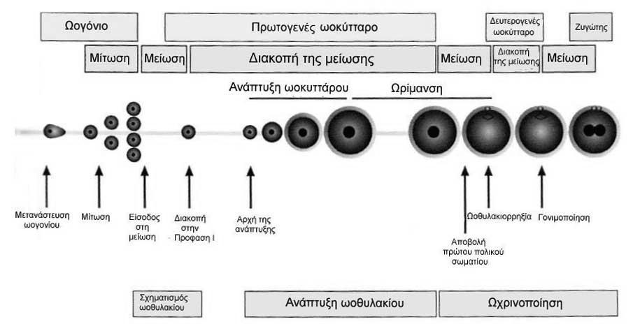 Εικόνα 3.Σχηματική απεικόνιση της ανάπτυξης και ωρίμανσης του ωοκυττάρου 1.3.1 ΑΡΧΕΓΟΝΑ ΓΕΝΝΗΤΙΚΑ ΚΥΤΤΑΡΑ (PRIMORDIAL GERM CELLS) ΚΑΙ ΣΧΗΜΑΤΙΣΜΟΣ ΤΟΥ ΑΡΧΕΓΟΝΟΥ ΩΟΘΥΛΑΚΙΟΥ (PRIMORDIAL FOLLICLE) Το αρχικό στάδιο του ωαρίου είναι το αρχέγονο γεννητικό κύτταρο.