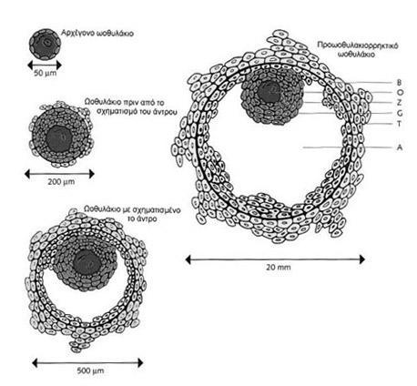 Εικόνα 4. Σχηματική απεικόνιση των ωοθυλακίων από το αρχέγονο ως το γραφιανό ωοθυλάκιο.