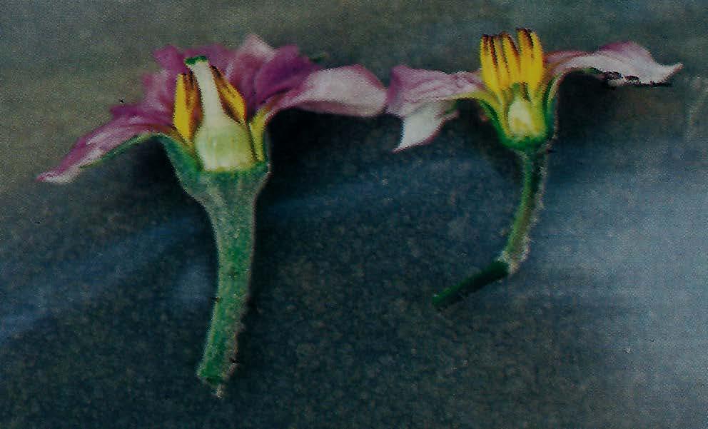 Άνθη - Ετεροστυλία στη μελιτζάνα Ανάλογα με το μήκος του στύλου σε σύγκριση με τον κώνο των ανθήρων τα άνθη της