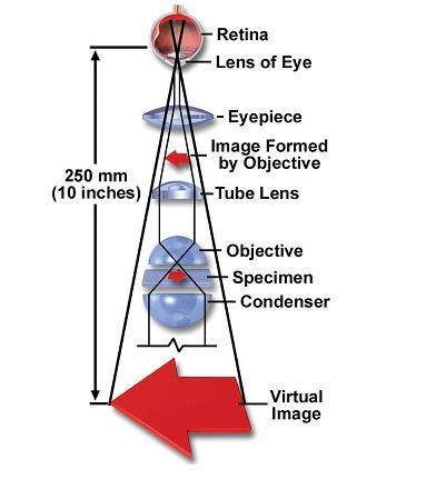 Είδωλα Όταν παρατηρείτε ένα αντικείμενο με ένα σύνθετο μικροσκόπιο, σχηματίζονται αρκετές εικόνες (είδωλα) από το οπτικό σύστημα του μικροσκοπίου Σρία είναι τα πιο σημαντικά Σο αληθινό είδωλο (real