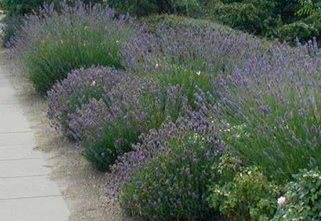 Lavandula vera Λεβάντα αειθαλές ύψος: 0.5-1 m πλάτος κόμης: 0.