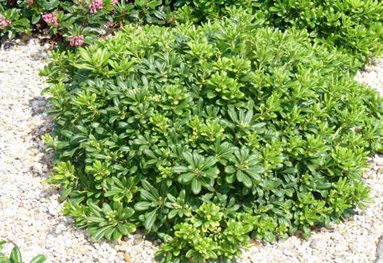 Pittosporum tobira nana Πιτόσπορο (Βασιλική) νάνα αειθαλές ύψος: 0.5-1 m πλάτος κόμης: 0.