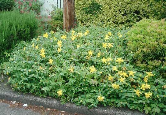 Hypericum calycinum Υπέρικο φυλλοβόλο ύψος: 0.5-0.8 m πλάτος κόμης: 0.