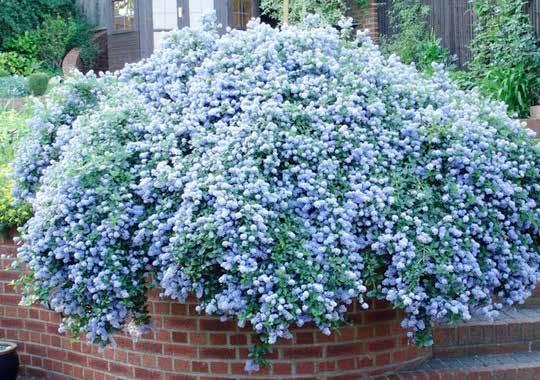 Ceanothus thyrsiflorus Κυανόθους φυλλοβόλο ύψος: 1-1.5 m πλάτος κόμης: 1.