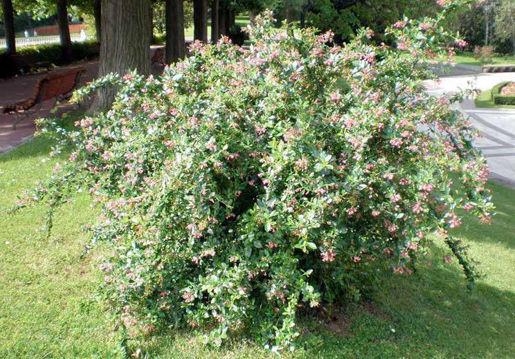 Escallonia rubra Εσκαλόνια αειθαλές ύψος: 1.5-2.5 m πλάτος κόμης: 1.