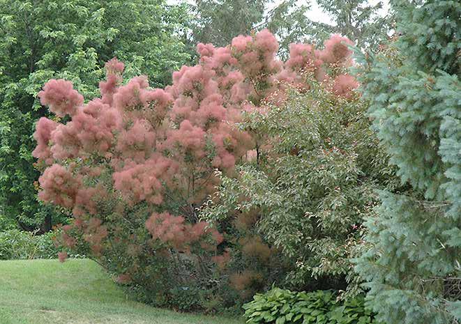 Cotinus coggygria Κότινος (Σουμάκι) φυλλοβόλο ύψος: 2-3 m